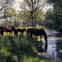 Picture of windfall of shilstone rocks, dartmoor mare drinking at river webburn on dartmoor with another mare and foal 