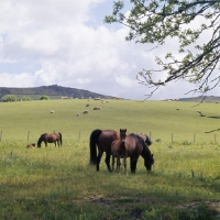 Picture of windfall of shilstone rocks dartmoor mare with her foal by a thoroughbred