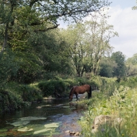 Picture of windfall of shilstone rocks,
dartmoor mare drinking in river scene on dartmoor 