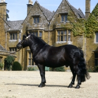 Picture of Wingerworth Rowan, shetland pony stallion in front of manor house