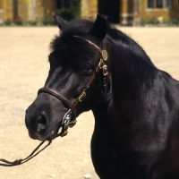 Picture of wingerworth rowan, shetland pony stallion