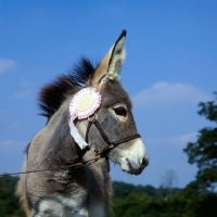 Picture of winning donkey with rosette