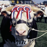 Picture of winning hereford bull with rosettes