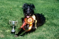Picture of winning lurcher, fern,  with her cups and rosettes