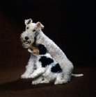 Picture of wire fox  terrier and puppy sitting together in a studio