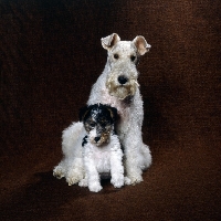 Picture of wire fox terrier and puppy sitting together in a studio