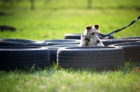 Picture of wire fox terrier doing training with tires