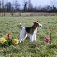 Picture of wire fox terrier in a field with plastic flowers