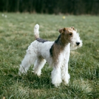 Picture of wire fox terrier in a field