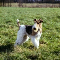 Picture of wire fox terrier in a field