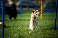 Picture of wire fox terrier looking at owner during a training session