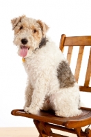 Picture of wire Fox Terrier on chair