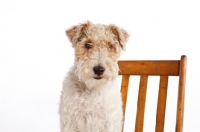 Picture of wire Fox Terrier on chair