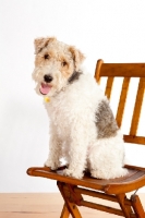 Picture of wire Fox Terrier on chair