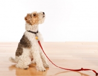 Picture of wire Fox Terrier on lead