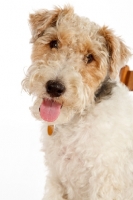 Picture of wire Fox Terrier portrait