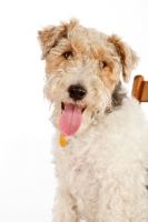 Picture of wire Fox Terrier portrait