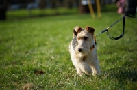 Picture of wire fox terrier pulling on a lead