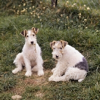 Picture of wire fox terrier puppies sitting on grass