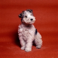 Picture of wire fox terrier puppy sitting in a studio