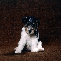 Picture of wire fox terrier puppy sitting in a studio