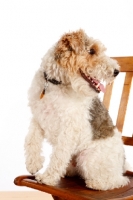 Picture of wire Fox Terrier sitting on chair