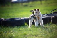Picture of wire fox terrier standing in front of black tires