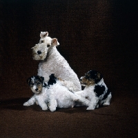 Picture of wire fox terrier with 3 pups