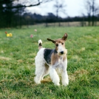 Picture of wire fox terrier with ears flying