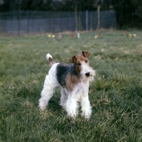 Picture of wire fox terrier with head on one side