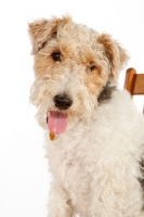 Picture of wire Fox Terrier