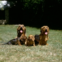 Picture of wire haired dachshund  ch lieblings joker in the pack, ch lieblings bound for fortune and family  