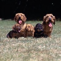 Picture of wire haired dachshund, ch lieblings joker in the pack, rt, & ch lieblings bound for fortune with their puppies
