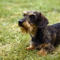 Picture of wire haired dachshund head study