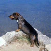 Picture of wire haired dachshund looking out over sea, max