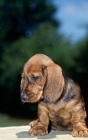 Picture of wire haired dachshund puppy from lieblings