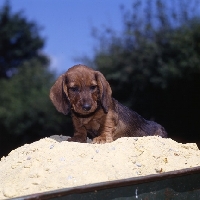 Picture of wire haired dachshund puppy from liebling on sand