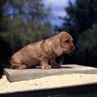 Picture of wire haired dachshund puppy from lieblings 