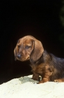 Picture of wire haired dachshund puppy on sand