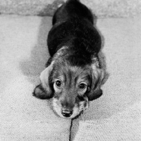 Picture of wire haired dachshund puppy on sofa