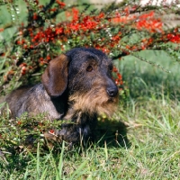 Picture of wire haired dachshund underneath shrubs