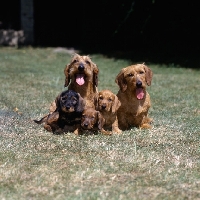 Picture of wire haired dachshunds, ch lieblings joker in the pack, ch lieblings bound for fortune and their puppies