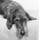 Picture of wire haired dachshund