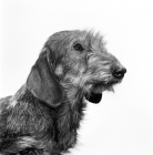 Picture of wire haired dachshund
