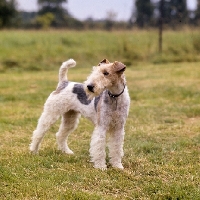 Picture of wire haired fox terrier standing on grass