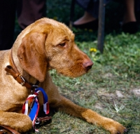 Picture of wire haired hungarian vizsla at world show vienna