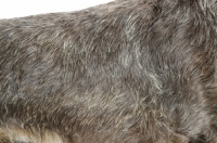 Picture of Wirehaired Dachshund coat