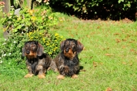 Picture of Wirehaired Dachshund in garden
