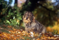 Picture of wirehaired dachshund, little dog lost in forest