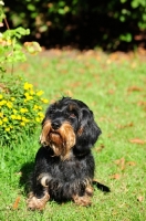 Picture of Wirehaired dachshund on grass